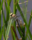 Common_Hawker_Dragonfly